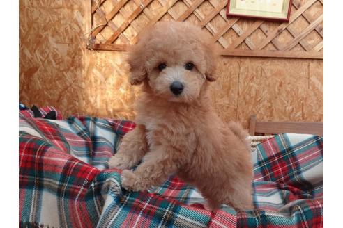 成約済の宮城県のトイプードル-129435の1枚目